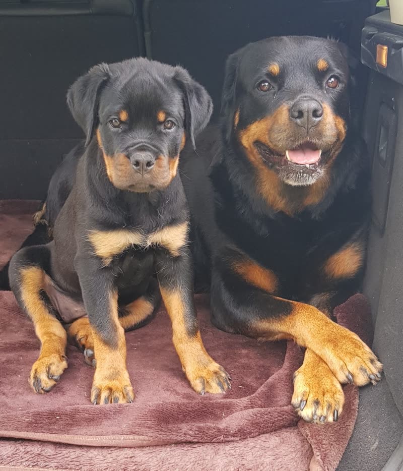 Two freshly groomed Rottweilers, an adult and a puppy, sitting together on a pink towel