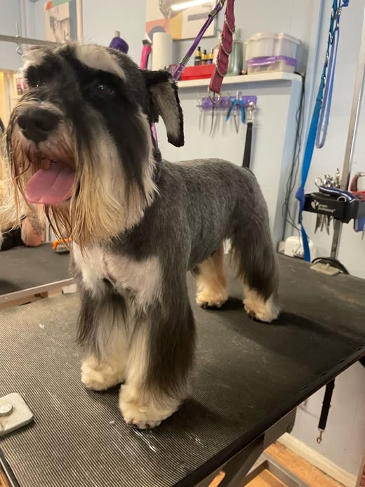 A schnauzer with a hand-stripped coat and full beard standing on the grooming table
