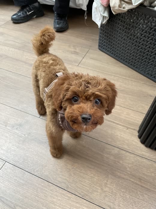 A small apricot cockapoo standing on the salon floor after a trim