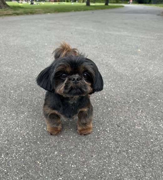 A dark shih tzu with a neat face trim looking at the camera