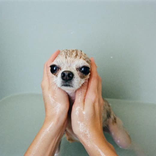 A small dog being bathed and lathered