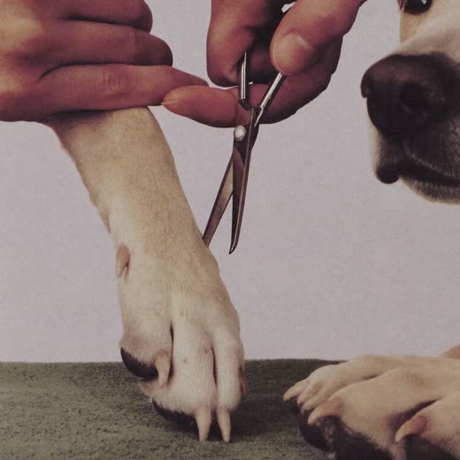 A dog's paw having its nails clipped